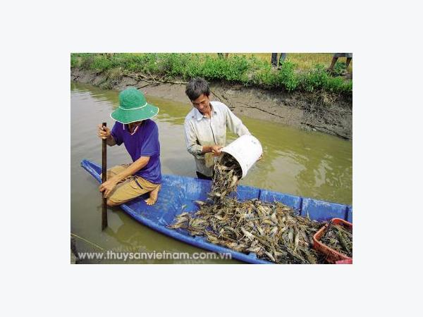 Bền vững tôm nuôi sinh thái