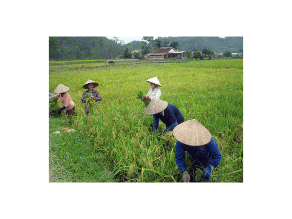 Hưởng lợi ích kép từ dự án thâm canh lúa