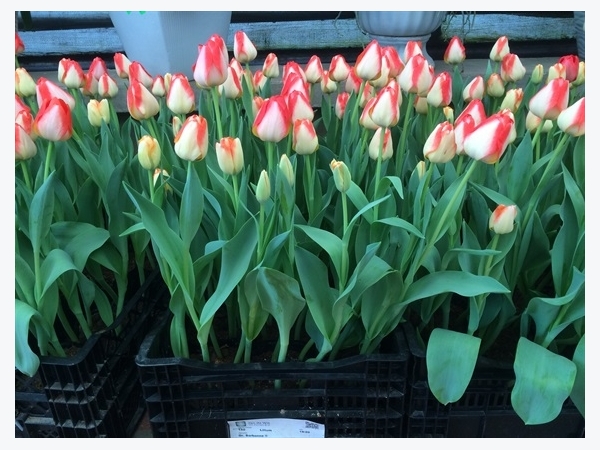 8 giống hoa tulip phù hợp trồng vụ đông miền Bắc