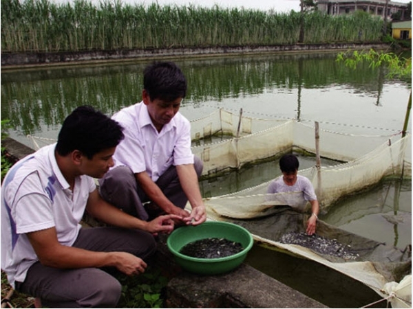 Quan tâm hơn đến giống thủy sản truyền thống