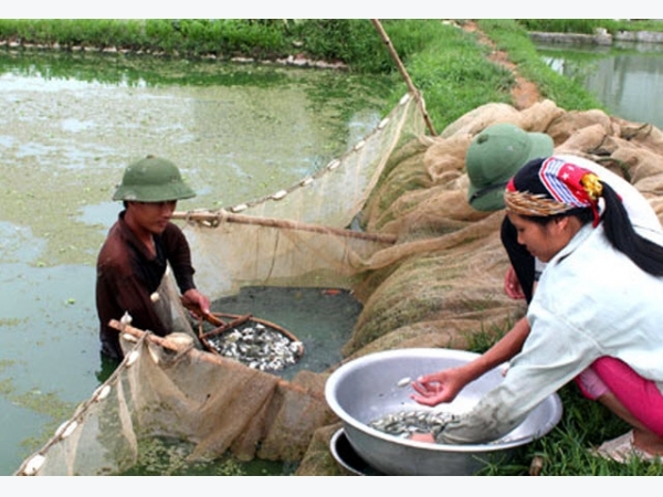 Kỹ thuật vận chuyển cá giống đảm bảo năng suất, chất lượng khi nuôi