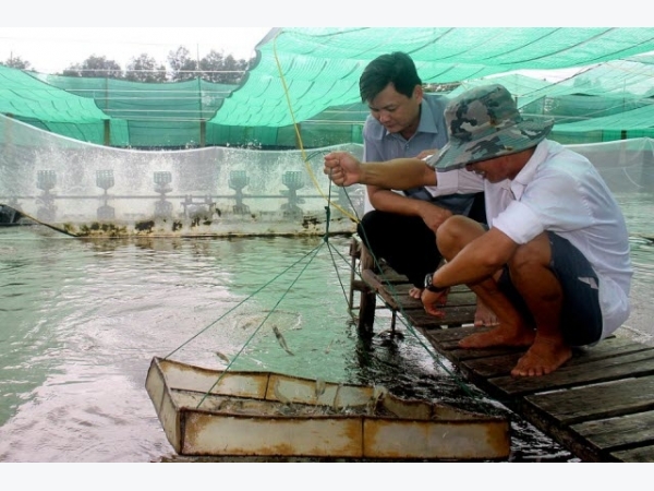 Triển vọng mô hình nuôi tôm siêu thâm canh