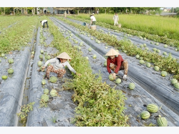 An Giang: Sản xuất nông nghiệp thích ứng biến đổi khí hậu