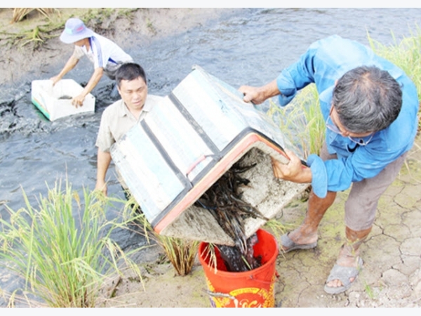 Nông dân Cà Mau lãi đậm nhờ nuôi tôm càng xanh