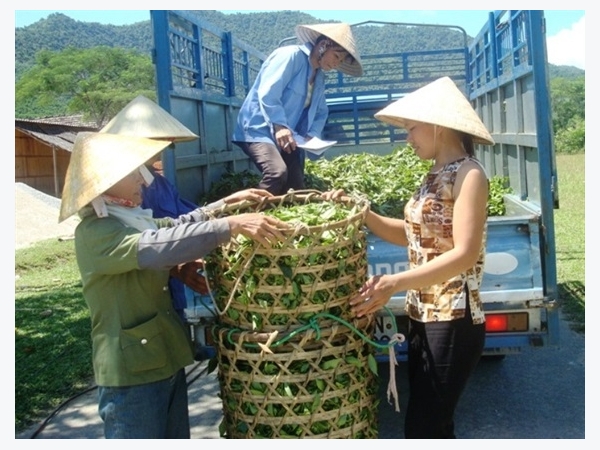 Hà Tĩnh sản xuất chè sạch theo chuỗi