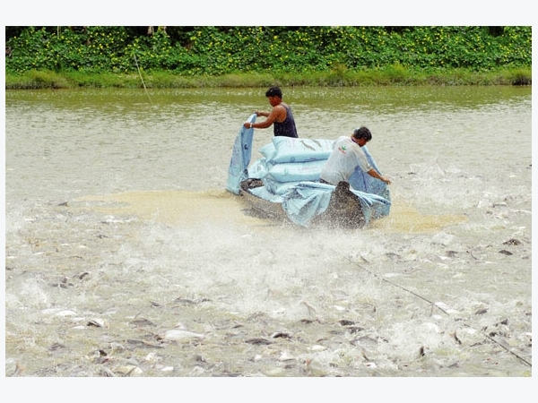 An Giang: Phát triển nuôi trồng, chế biến cá tra bền vững