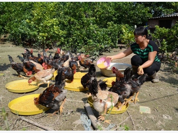 Chăn nuôi về với tự nhiên