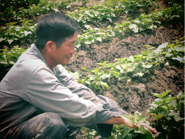 Tỉ phú... khoai lang tím