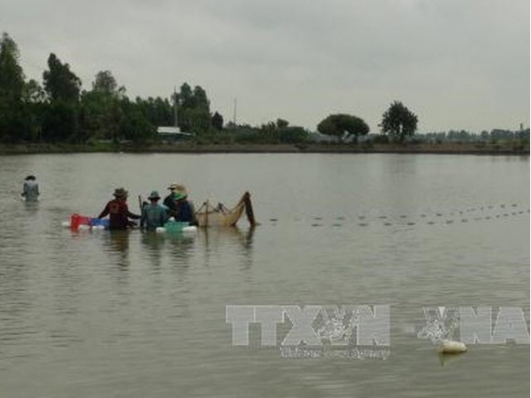 Nuôi tôm càng xanh kết hợp trồng lúa cho lợi nhuận 75 triệu đồng/ha