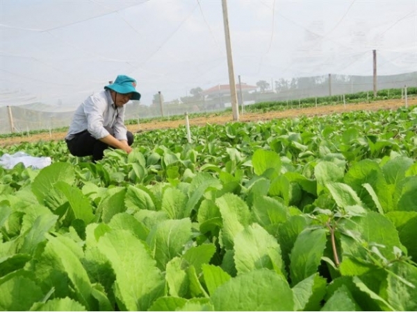 Rau sạch yên tâm đầu ra