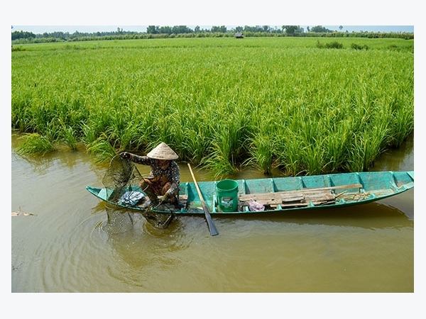 4 phương thức nuôi tôm điển hình mang lại hiệu quả cao