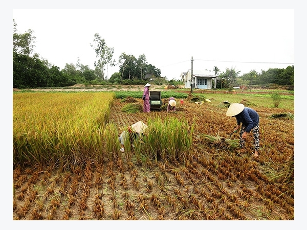 Nặng tình với hạt lúa trời