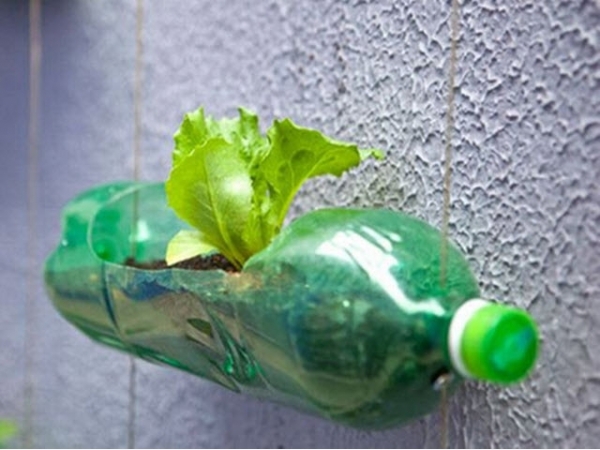 Tận dụng chai nhựa trồng cây vừa đẹp nhà vừa có rau sạch ăn quanh năm  không hết  Nhà Nông Xanh