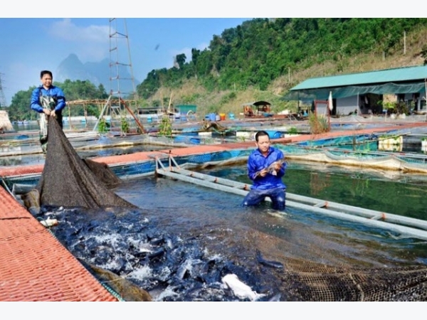 Tuyên Quang phát triển cá lồng đặc sản VietGAP