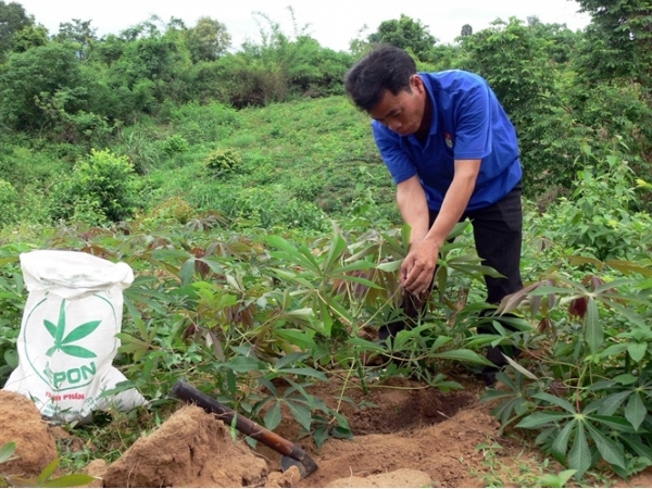 Sắn vẫn là cây chủ lực trên đất Hướng hóa