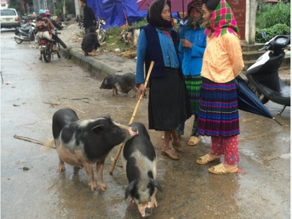 Chăm sóc gia súc, gia cầm trong mùa mưa bão