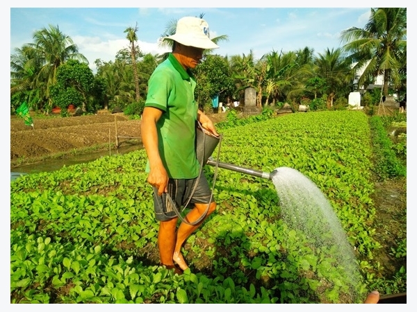 Tiền Giang phát triển rau VietGAP