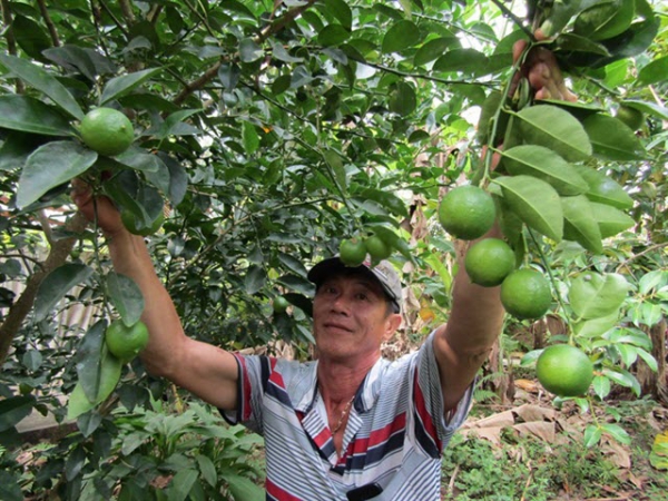 'Độc đáo' mô hình trồng chanh giấy trứng ngỗng thu tiền tỷ