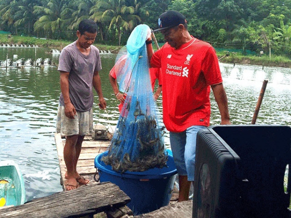 Giải pháp tăng thu nhập cho người nuôi tôm