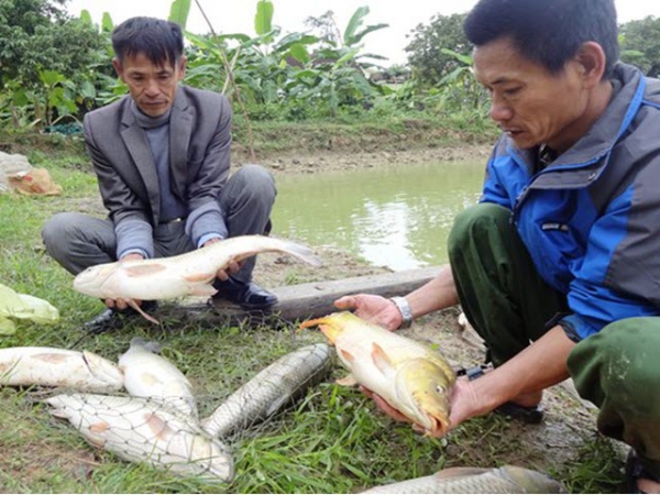 Nông dân Nghệ An nuôi thành công cá chép giòn