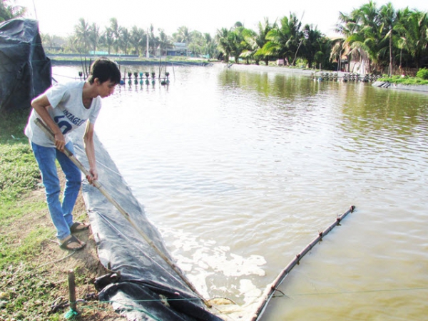 Thận trọng khi nuôi tôm trong mùa mưa