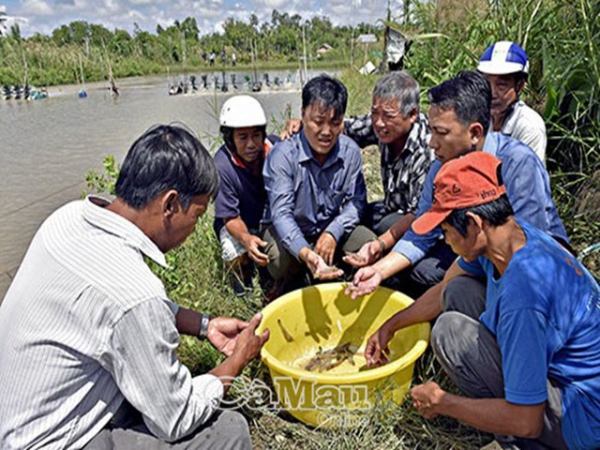 Cải tiến quy trình nuôi tôm thâm canh