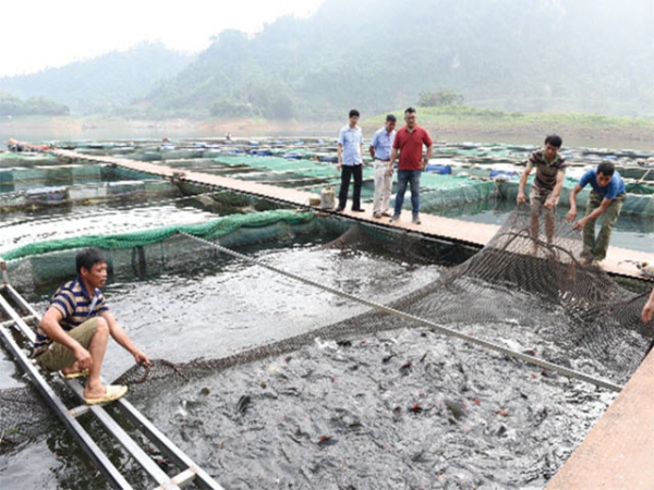 Hướng làm giàu từ cá đặc sản tại Tuyên Quang