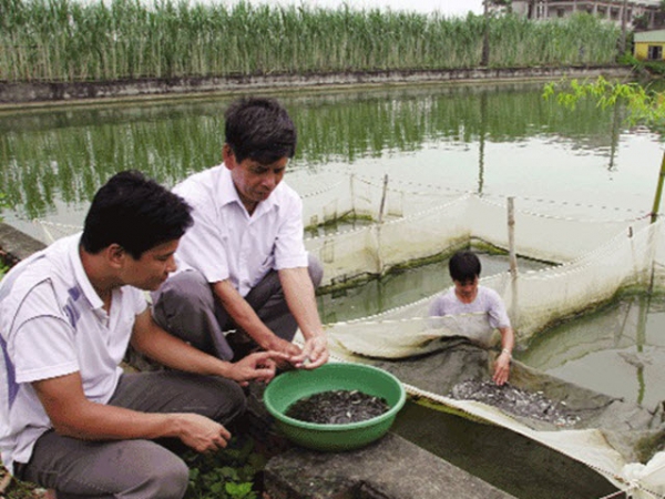 Chăm sóc cá giống trong mùa đông