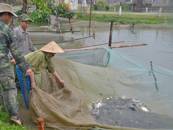 Kỹ thuật phòng bệnh cho cá nước ngọt trong giai đoạn chuyển mùa