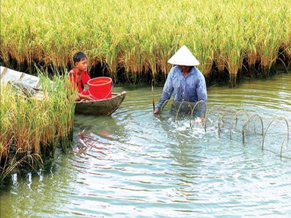 Nâng cao hiệu quả mô hình tôm càng xanh - lúa