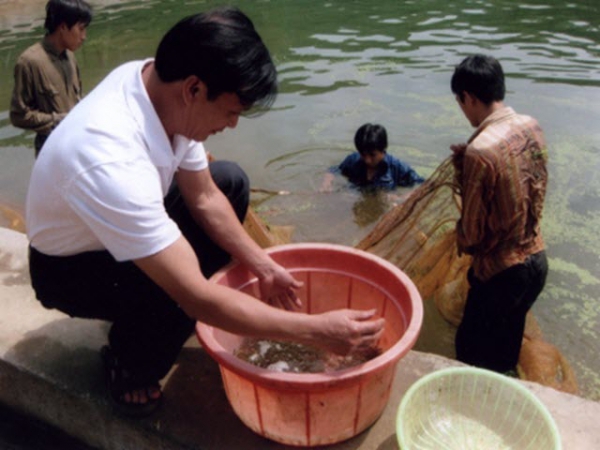 Nuôi giữ cá qua đông