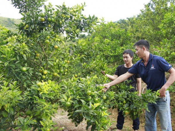 Thu hàng trăm triệu mỗi năm nhờ trồng cây ăn quả trên đất dốc