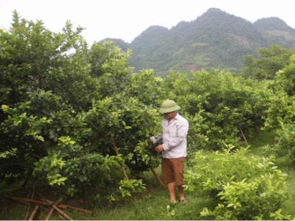 Trồng chanh tứ mùa thu ổn định hàng trăm triệu đồng