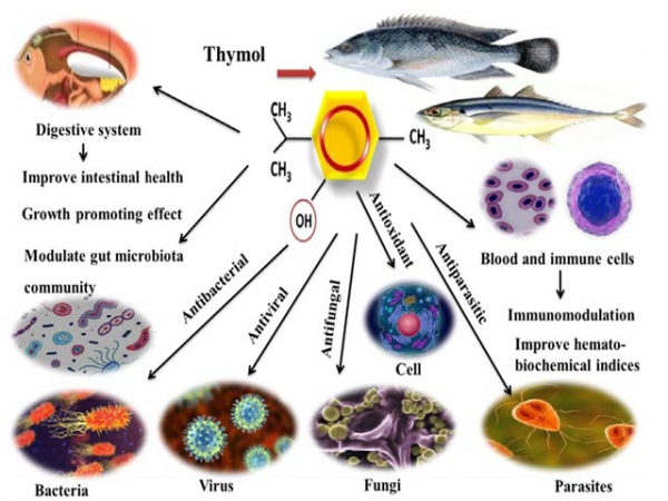 Hiệu quả toàn diện của tinh dầu xạ hương Thymol