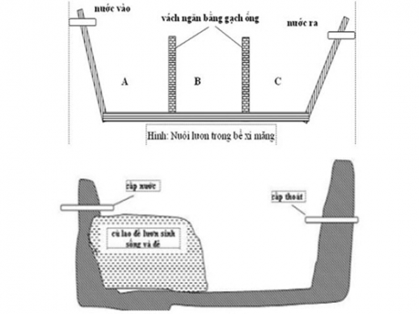 Kỹ thuật nuôi lươn trong bể xi măng, composite