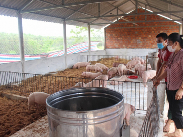 Nuôi lợn an toàn sinh học, theo hướng hữu cơ