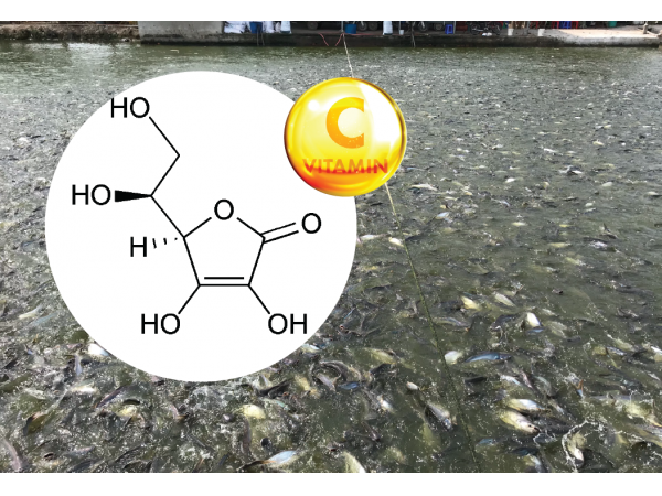 Vai trò và cách sử dụng Vitamin C trong nuôi trồng thủy sản