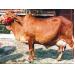 Bệnh lê dạng trùng ở đàn bò và biện pháp phòng trị