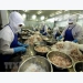 Bac Lieu looks toward 1 billion USD in shrimp export earnings