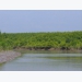 Mangrove forests used to breed aquatic species