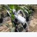 Breeding corn for water use efficiency may have gotten easier
