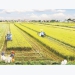 Agricultural land accumulation: Enterprises and farmers meet with difficulties