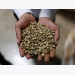 Asia Coffee-Trade picks up in Vietnam ahead of main harvest, Indonesia dull