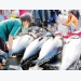 Vietnam’s tuna exports to US bounce back quickly