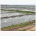 Proper water circulation in aquaculture ponds critical