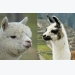 6 Differences Between Llamas and Alpacas