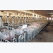 Investing in animal welfare pays off for German piggery