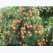 Japan opens door for Vietnamese lychee