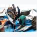 Vietnamese tuna exports suffer from Japan’s high import tariff