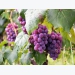 Increase wine grape profits with successful mechanisation